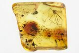 Fossil Crane Fly (Limoniidae) In Baltic Amber #330666-1
